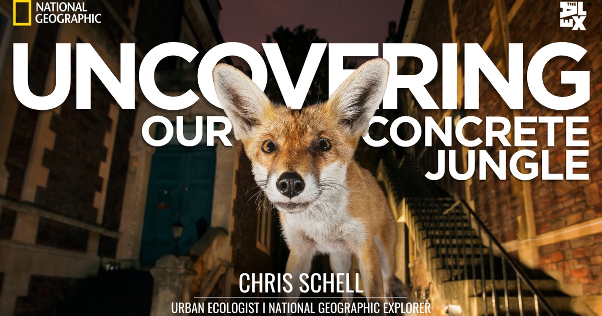 Uncovering Our Concrete Jungle
