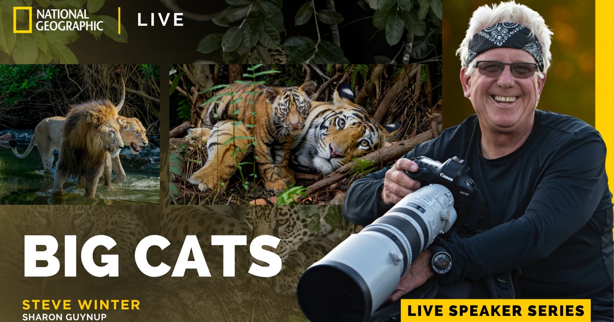 Big Cats