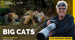 Big Cats